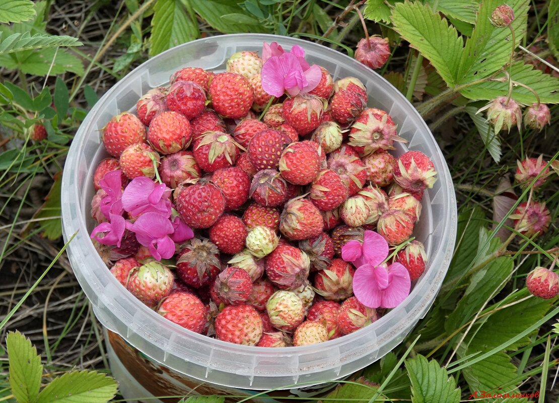 Походы за полевой клубникой...:-) - Андрей Заломленков