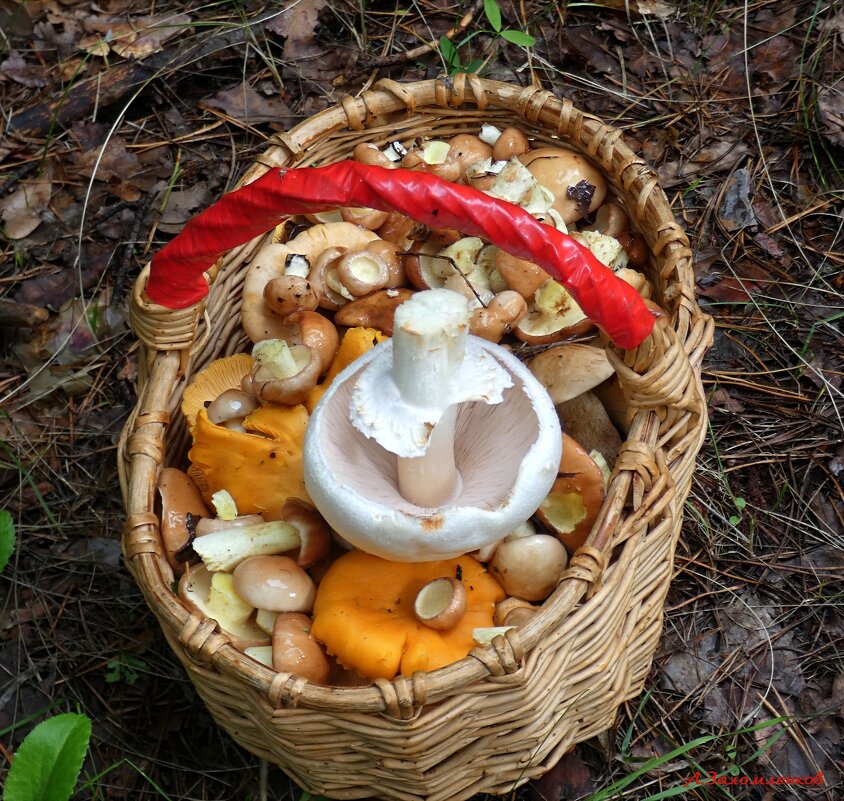 Лесные дары июня.. - Андрей Заломленков