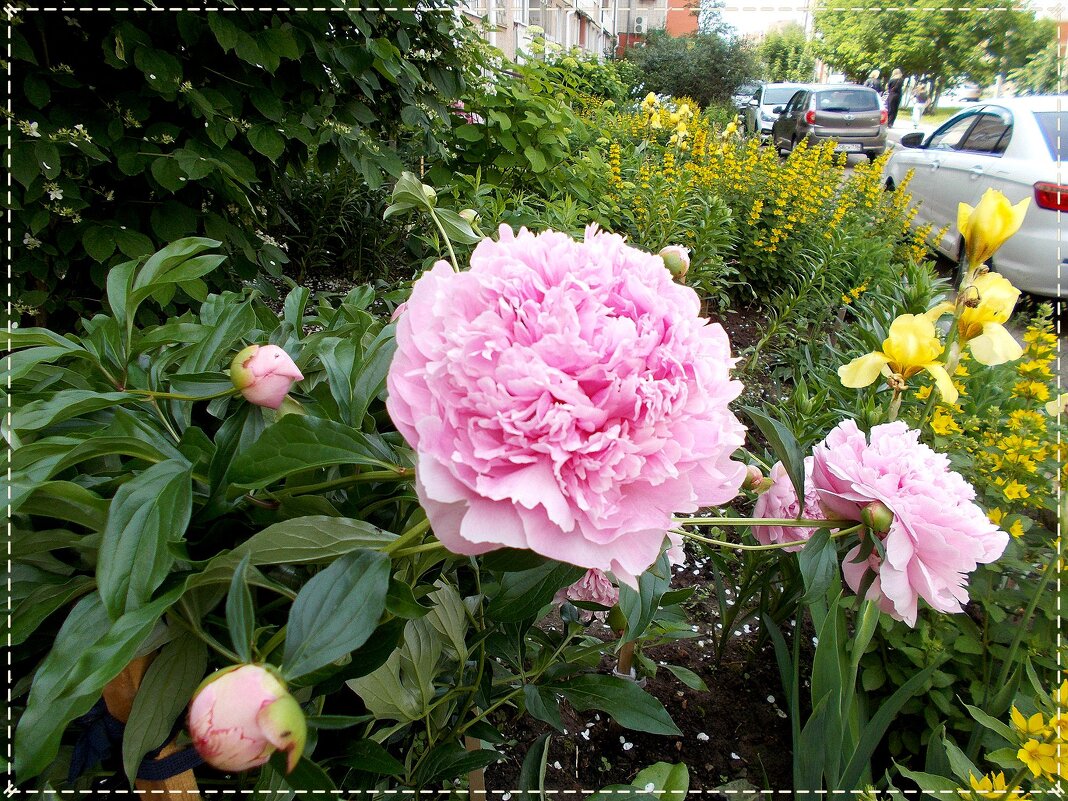 Pro пион - Alisia La DEMA