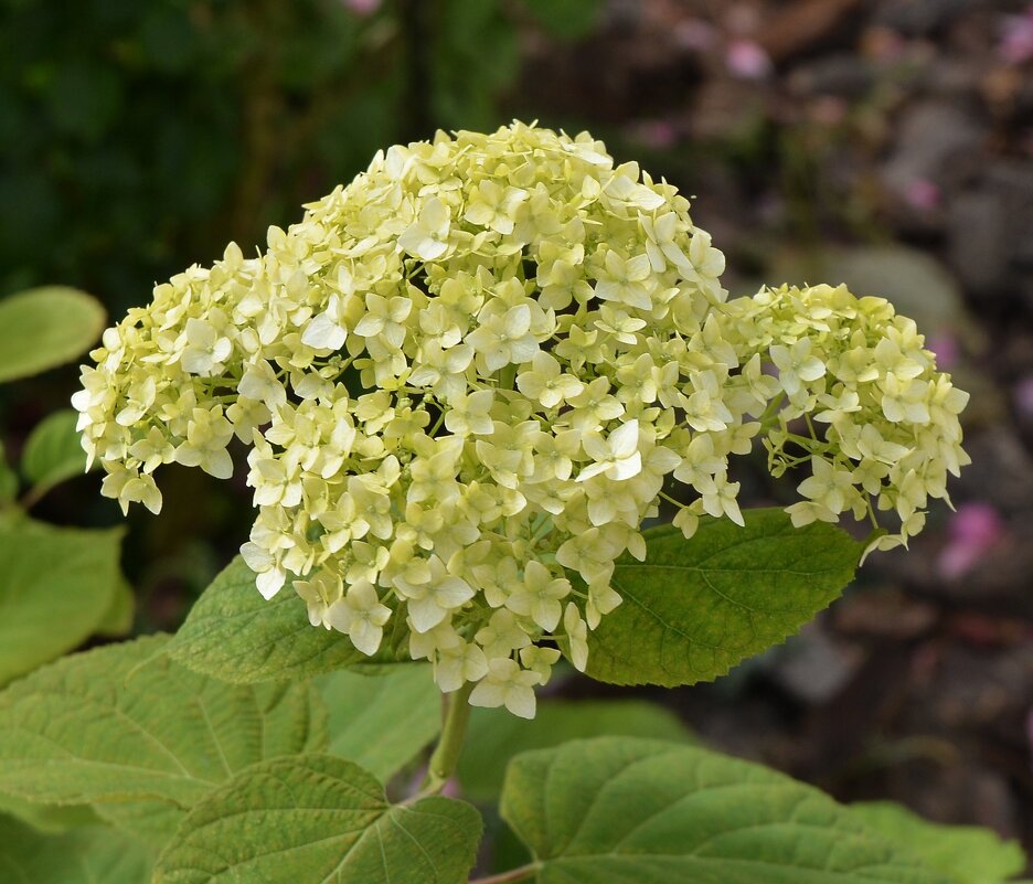 Гортензия метельчатая - Oleg4618 Шутченко