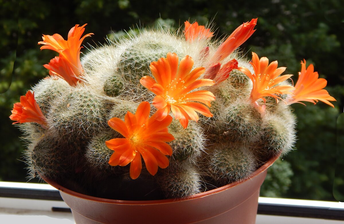 ребуция - linnud 