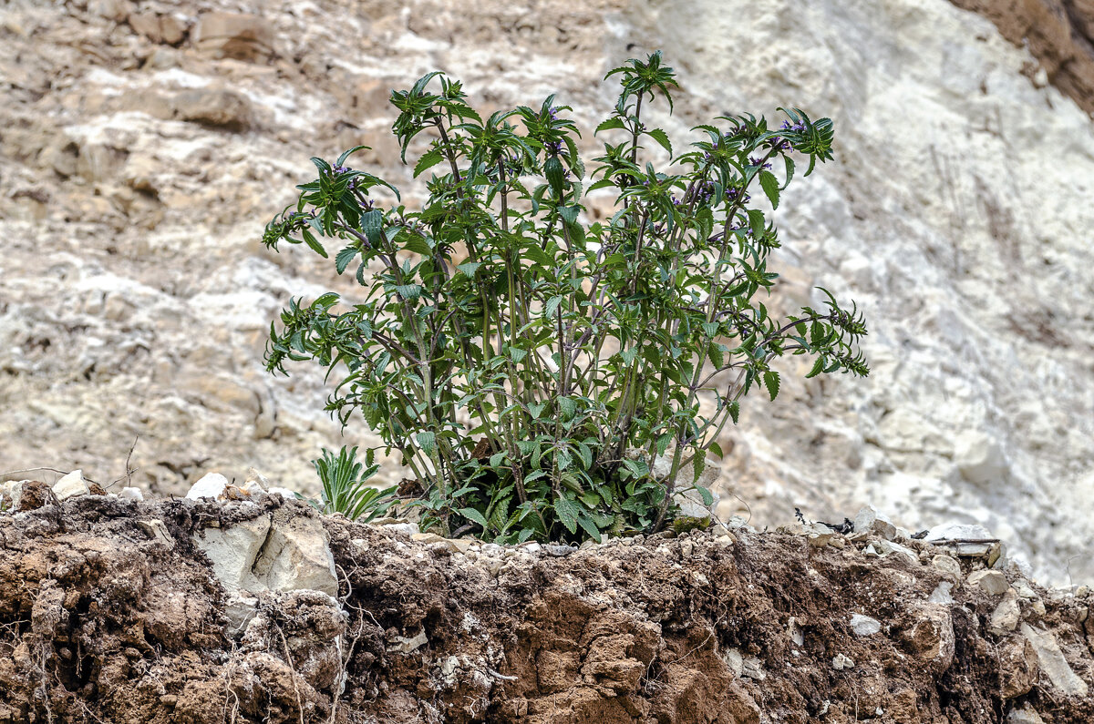 Скальные цветы - Андрей Щетинин