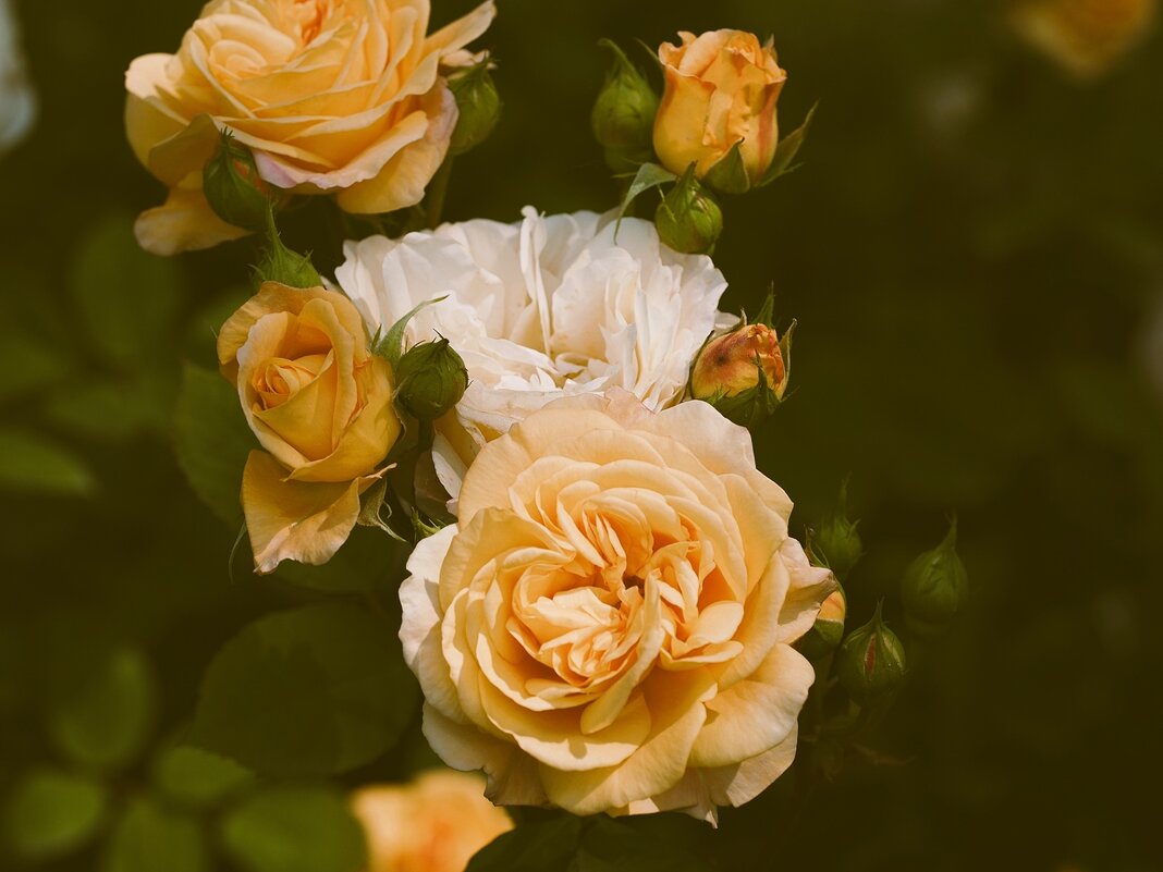 Жёлтые розы - Civetta ***