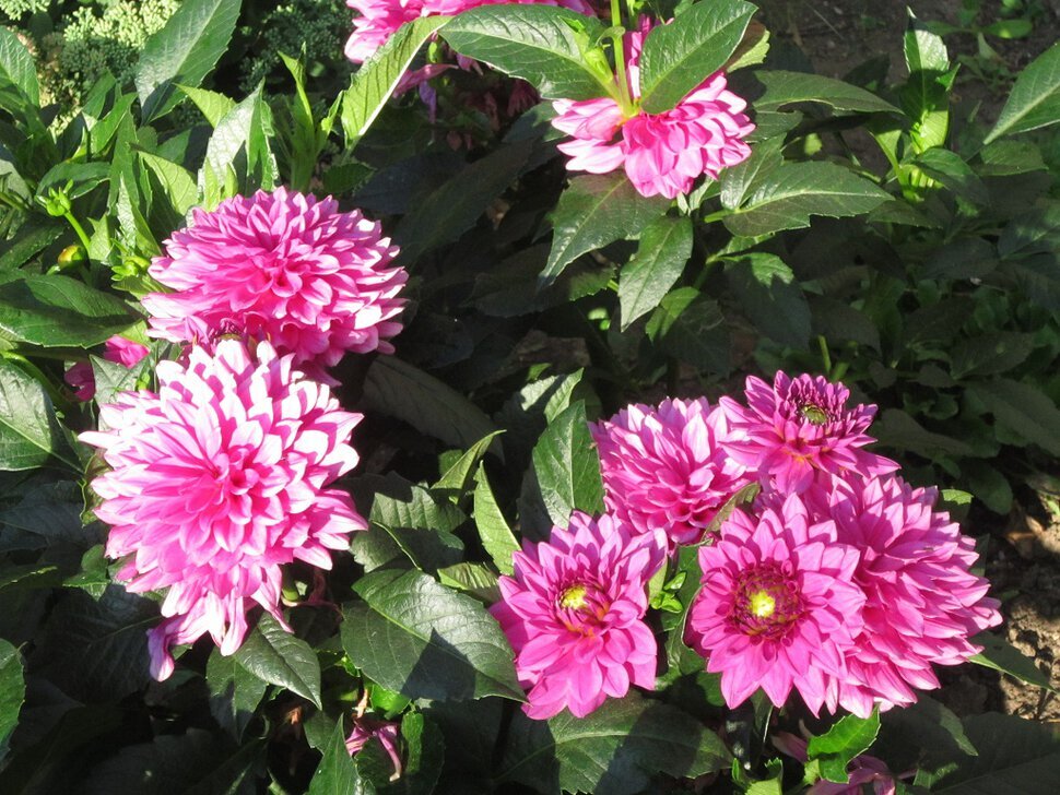 Георгины Малиновый Звон - Дмитрий Никитин Георгины Малиновый Звон - Дмитрий Никитин