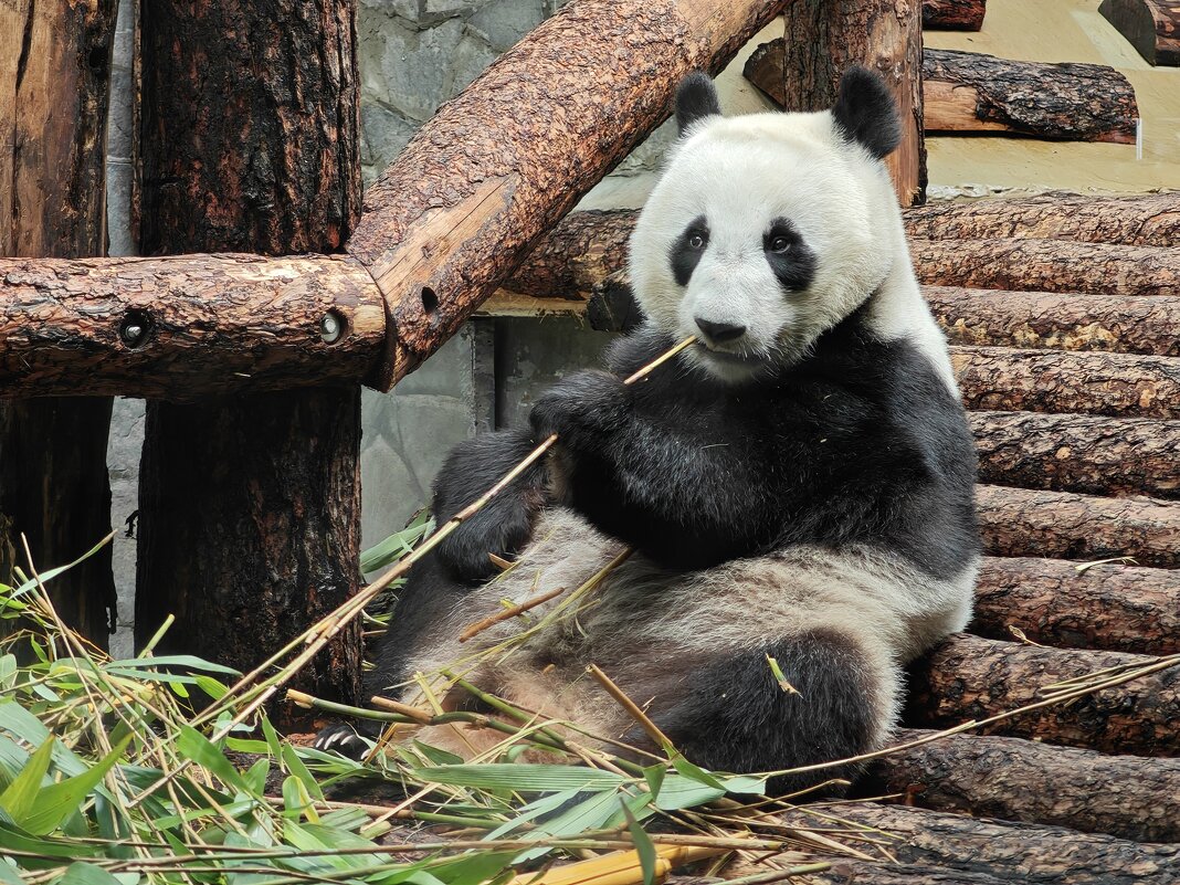 Панда Катюша - <<< Наташа >>>