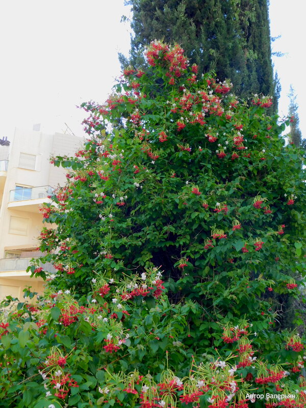 Кипарис и квисквалис. - Валерьян 