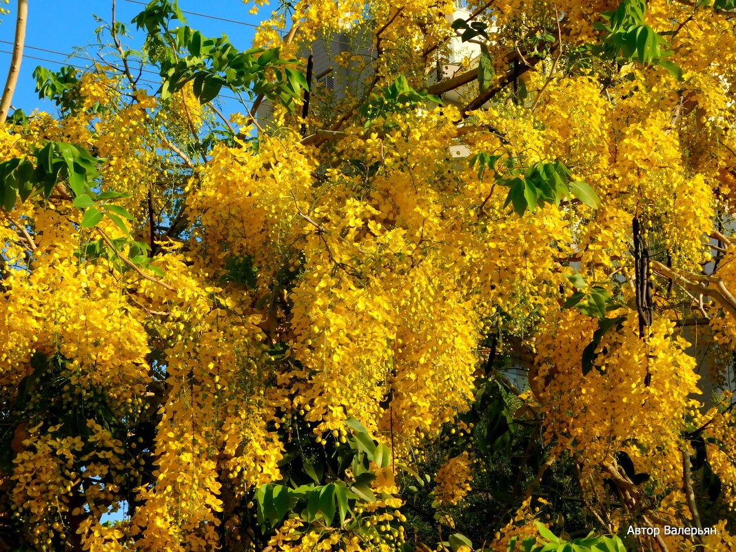 Лабурнум цветущий. - Валерьян Лабурнум цветущий. - Валерьян
