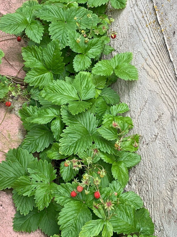 Земляника у дома. - Ольга Довженко