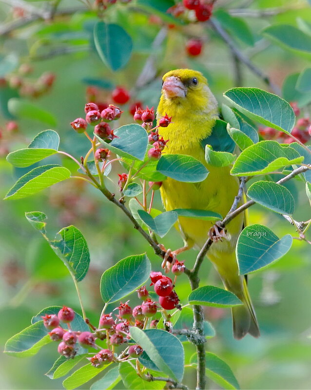вкусняшка... - Andrey Bragin вкусняшка... - Andrey Bragin