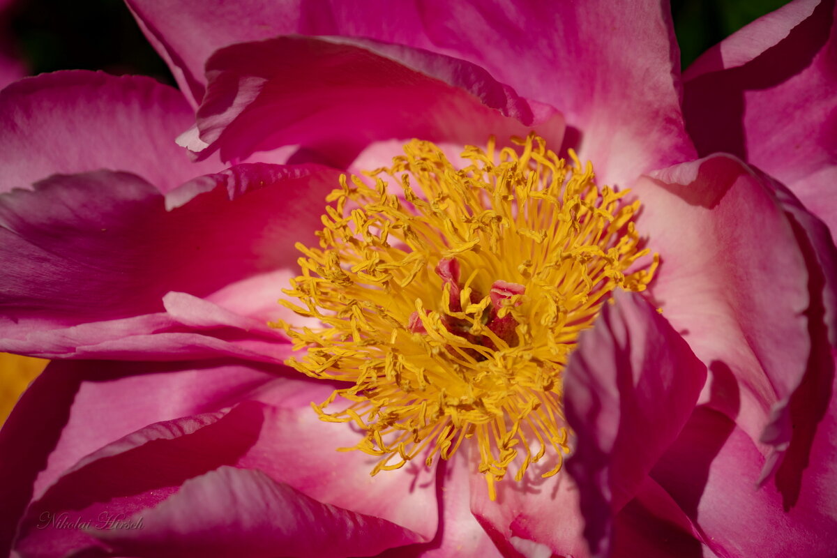 О пионе... - Николай Гирш О пионе... - Николай Гирш