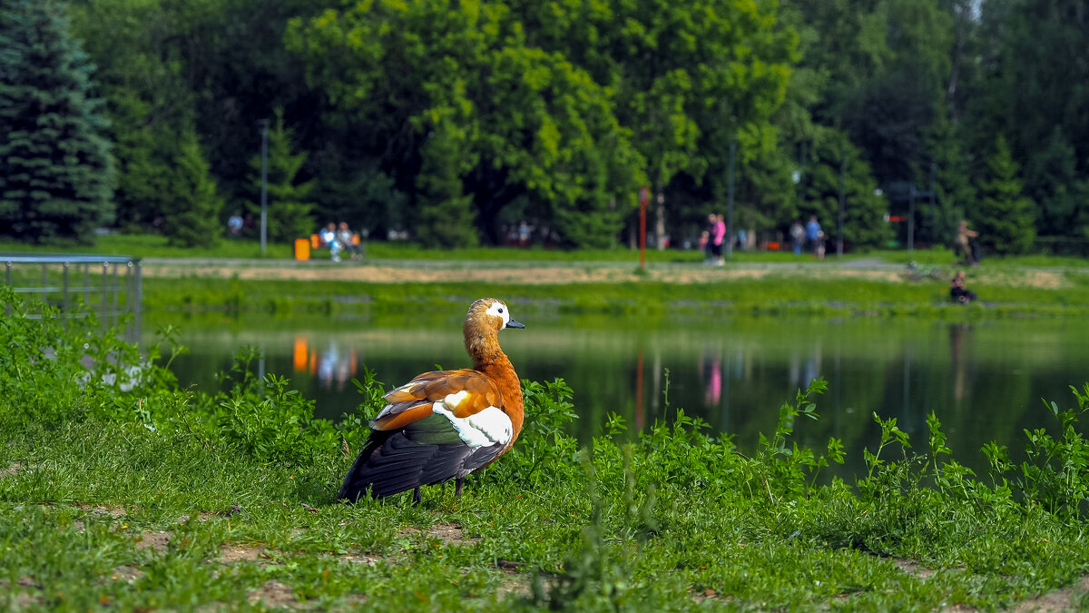 ***** - юрий поляков