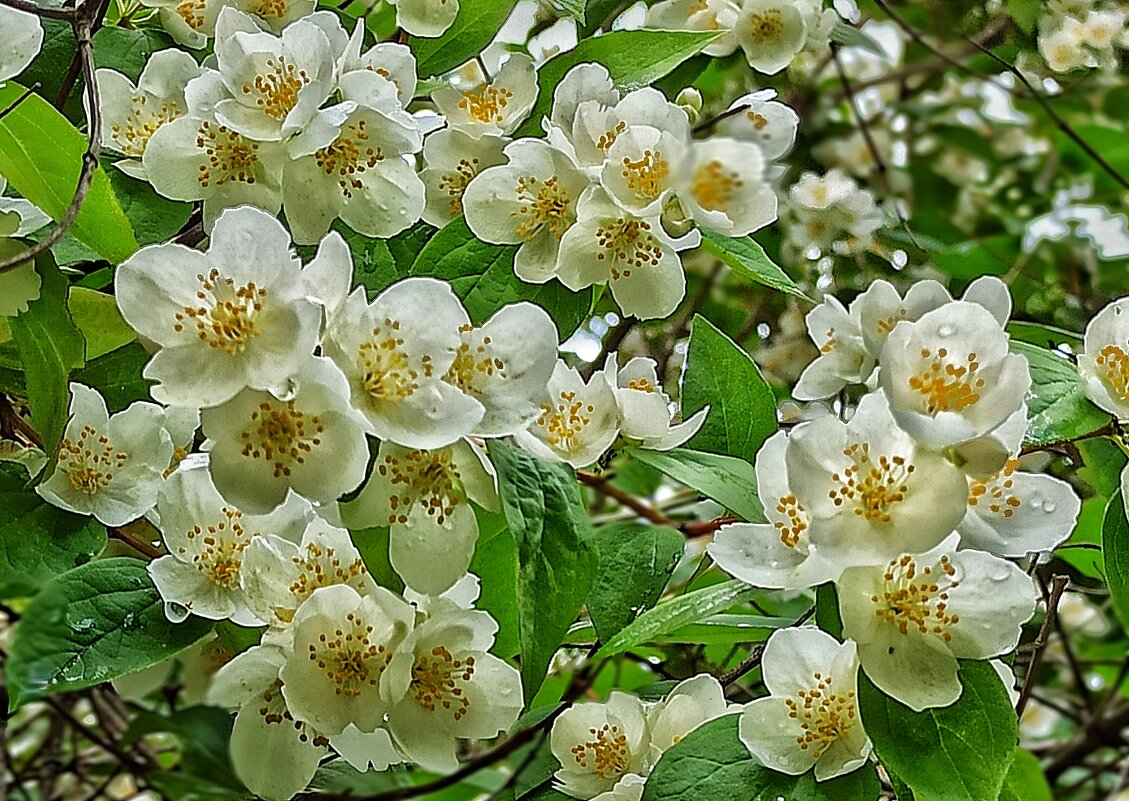 Ах! - veilins veilins