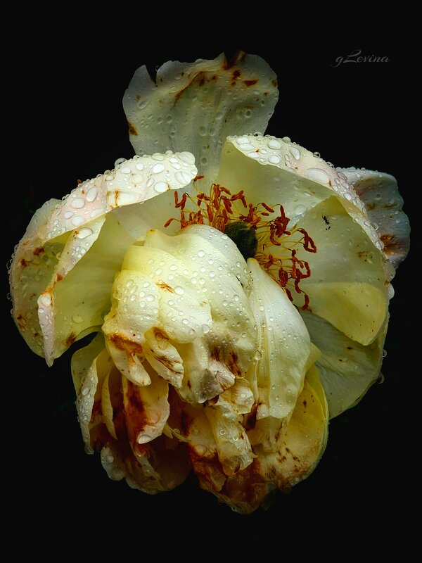 Слезы пиона. - Галина Левина