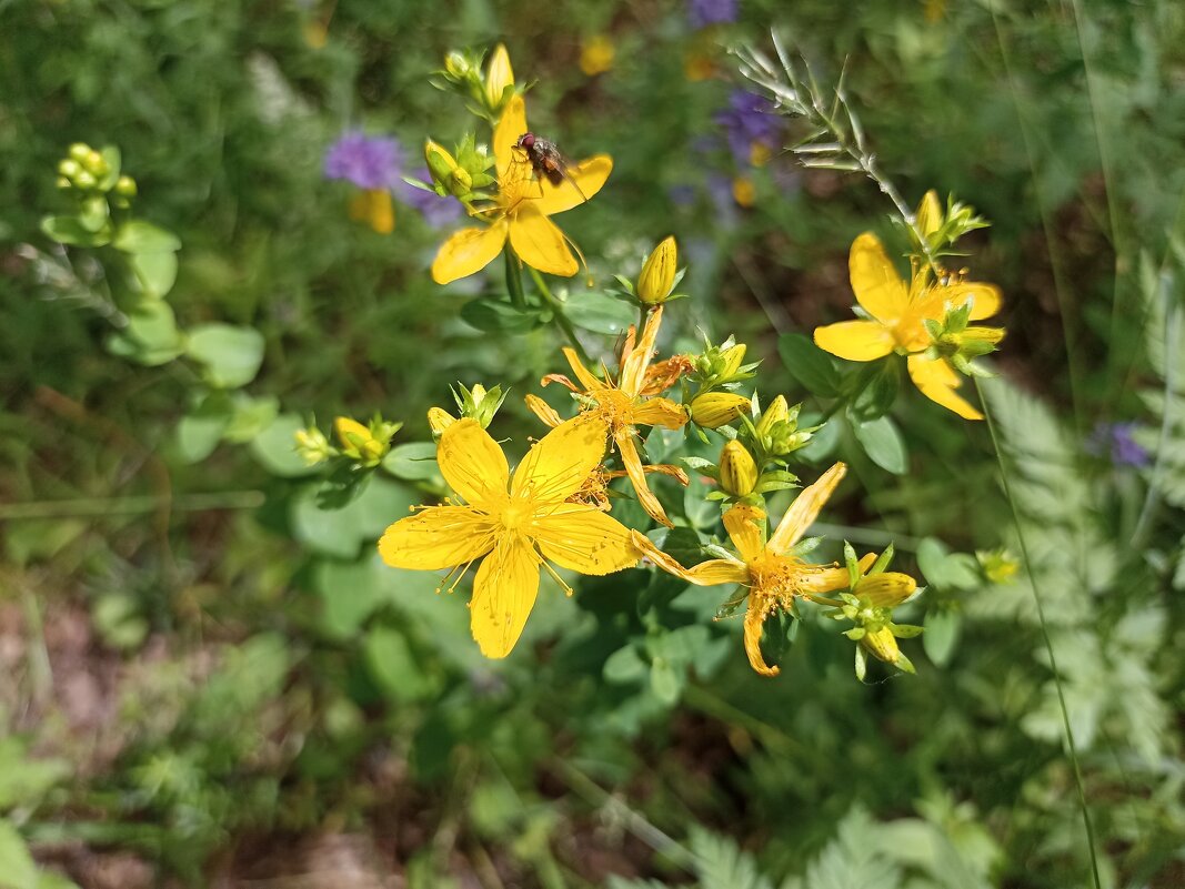 Летнее разноцветье - Pippa 