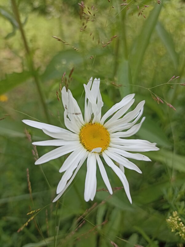 Летнее разноцветье - Pippa 