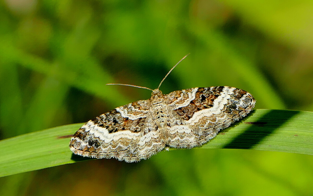 и снова бабочки 16 - Александр Прокудин