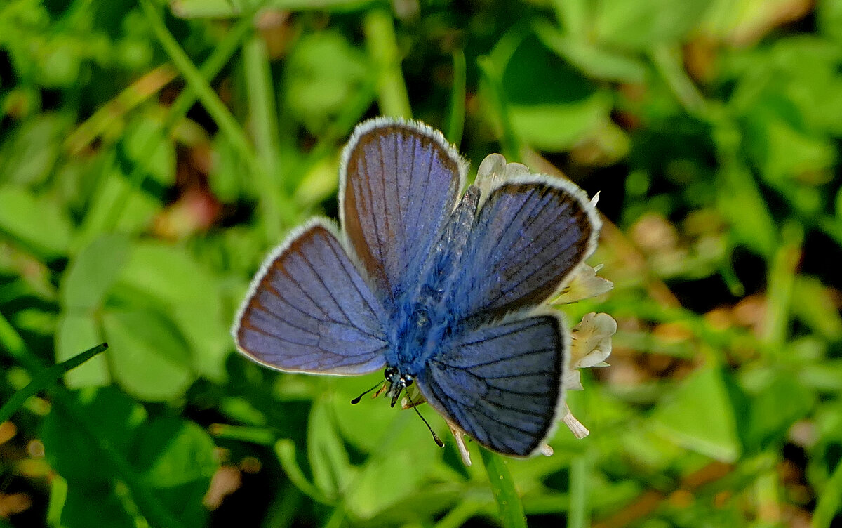 и снова бабочки 19 - Александр Прокудин