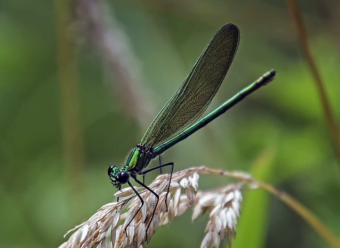 **** - Андроник Александр 