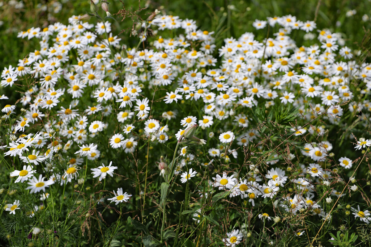 Ромашка - краснов юрий Ромашка - краснов юрий