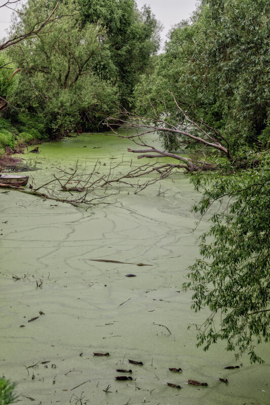 Уток прудок - sorovey Sol Уток прудок - sorovey Sol