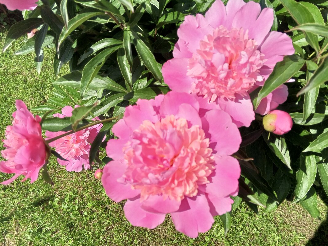 Пион - Сапсан 