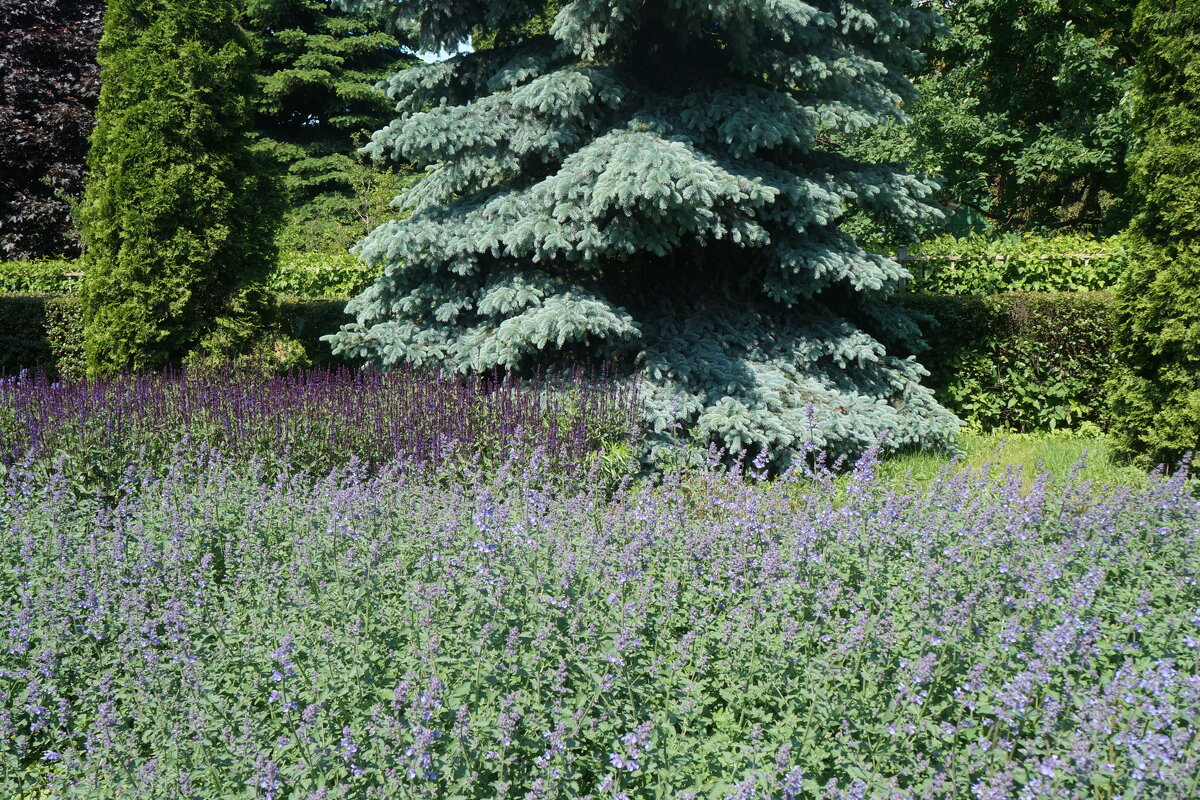 Диво остров - zavitok *