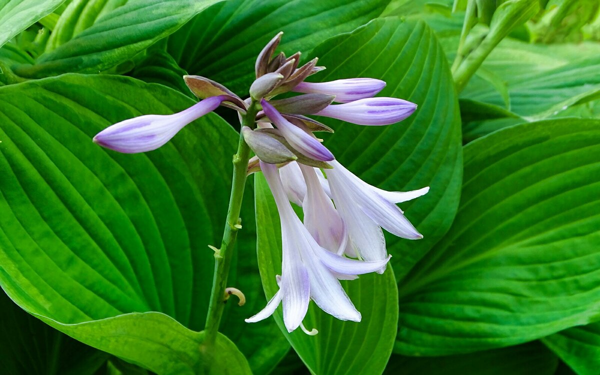 Хоста - Милешкин Владимир Алексеевич 