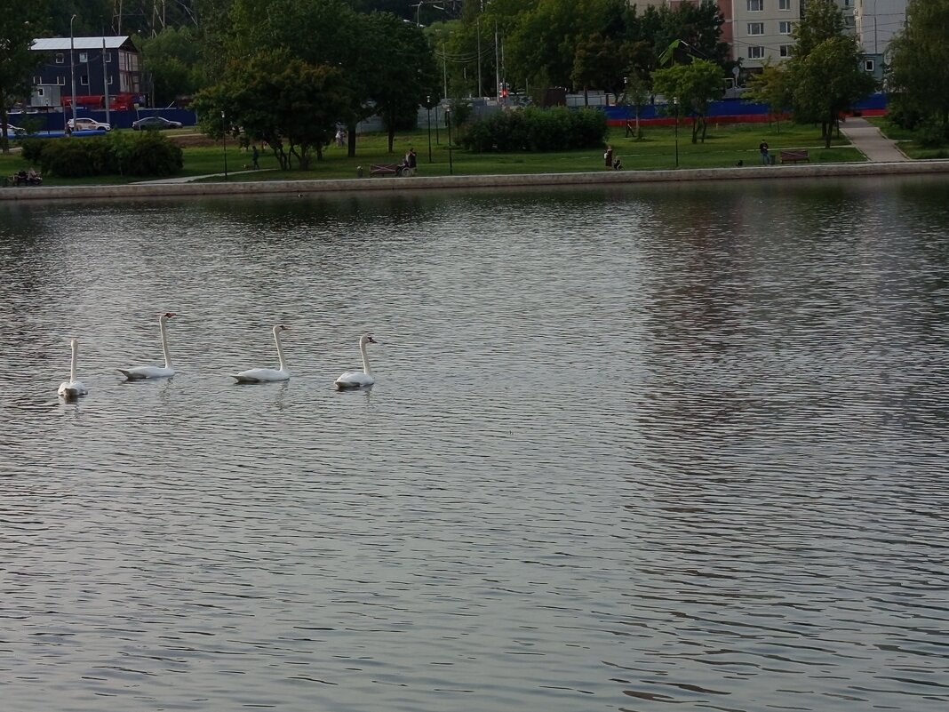 Чудеса! 50 лет не видел у нас на пруду лебедей! - Андрей Лукьянов