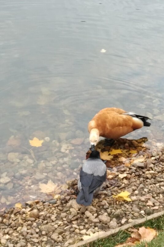 Это любовь - Натали 
