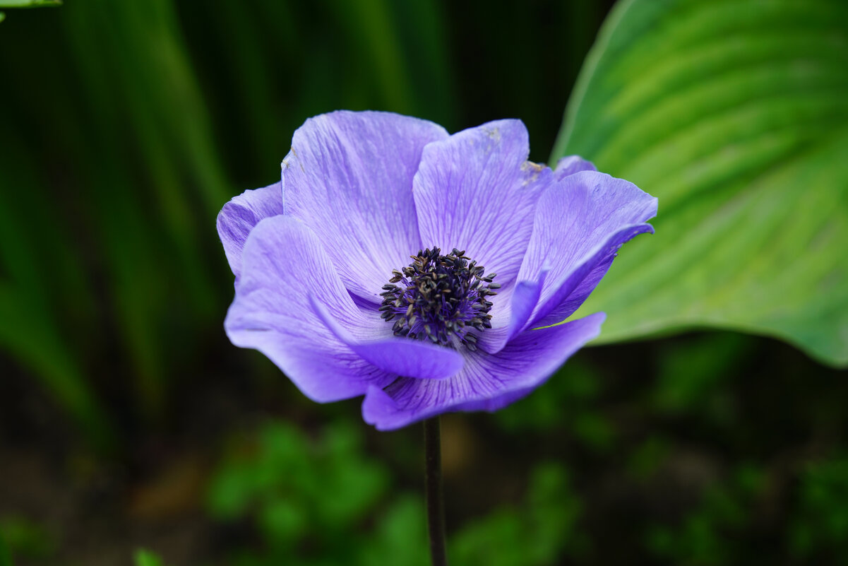 Анемона - Иван Литвинов