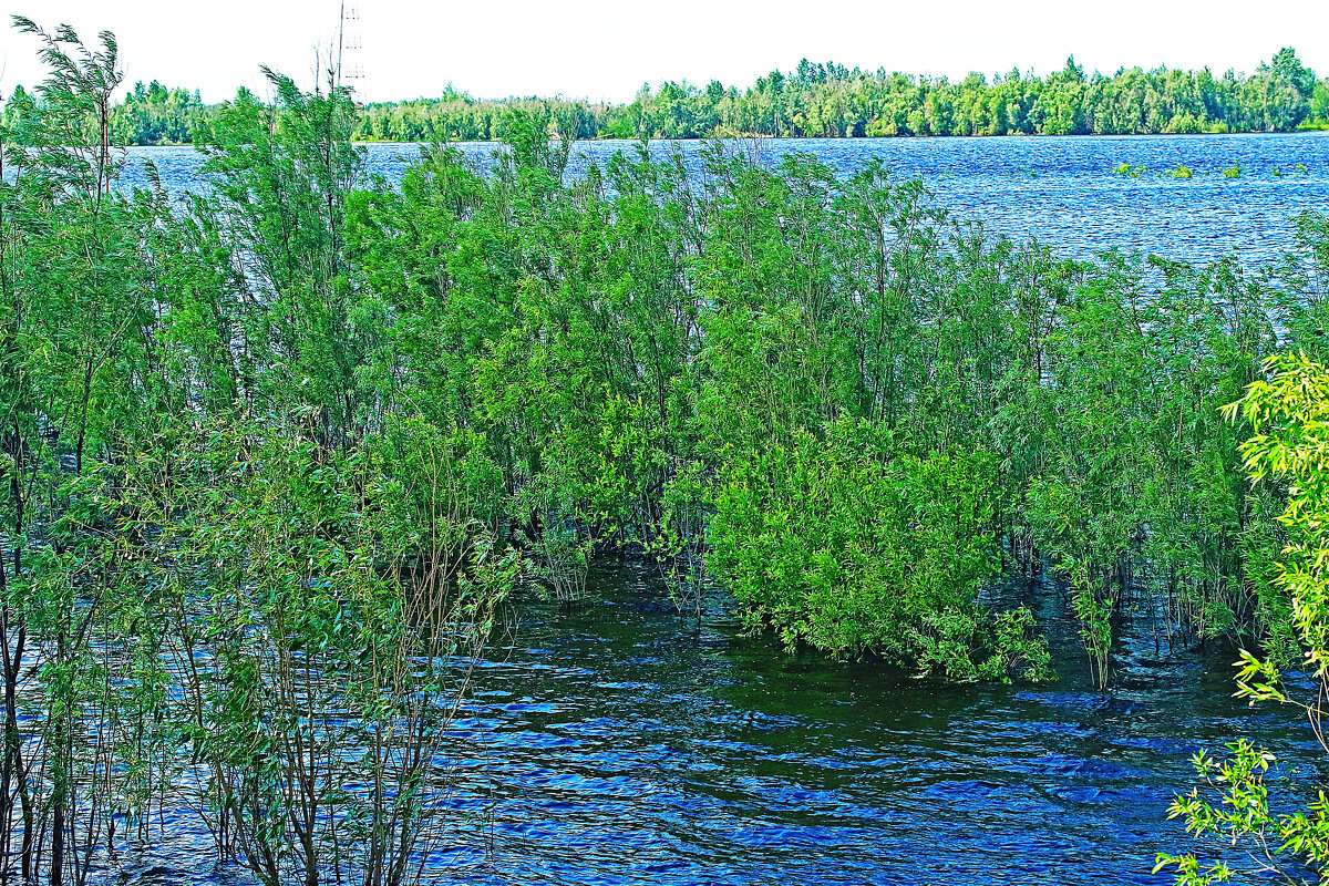 Июнь...Купаются тальники в полой воде! - Владимир 