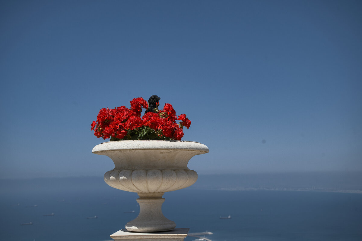 Хайфа *2025г Ворона на обзоре - ujgcvbif 