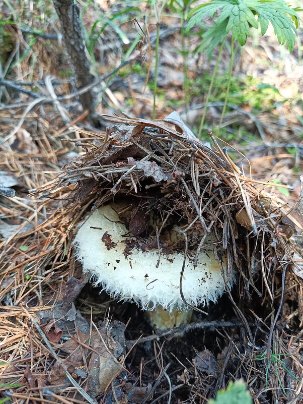 Груздь - Ирина *