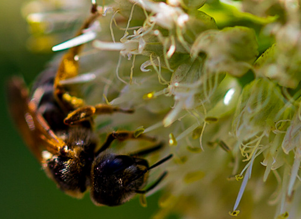 Шмель пластинчатозубый - Светлана SvetNika17