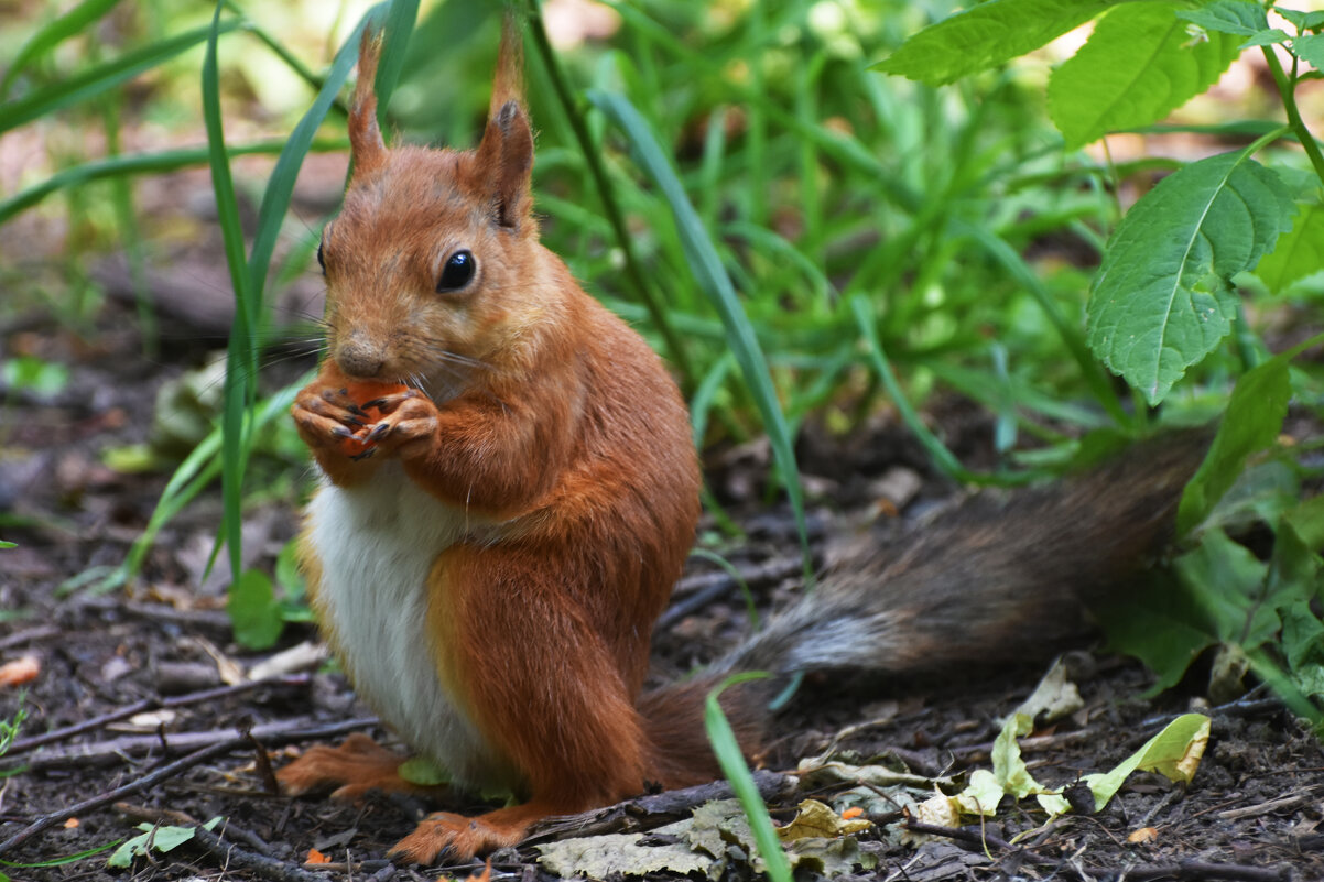 Москва. Нескучный сад. - Наташа ***** Москва. Нескучный сад. - Наташа *****