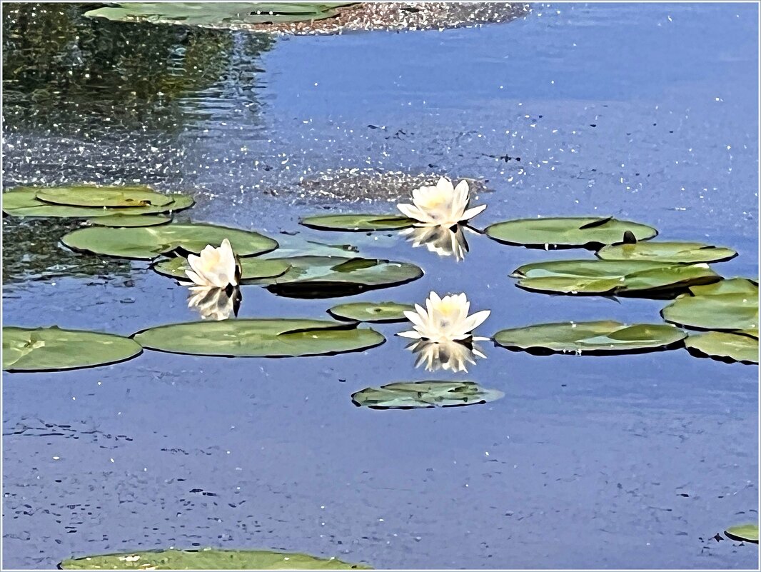 Водяные лилии. - Валерия Комова Водяные лилии. - Валерия Комова