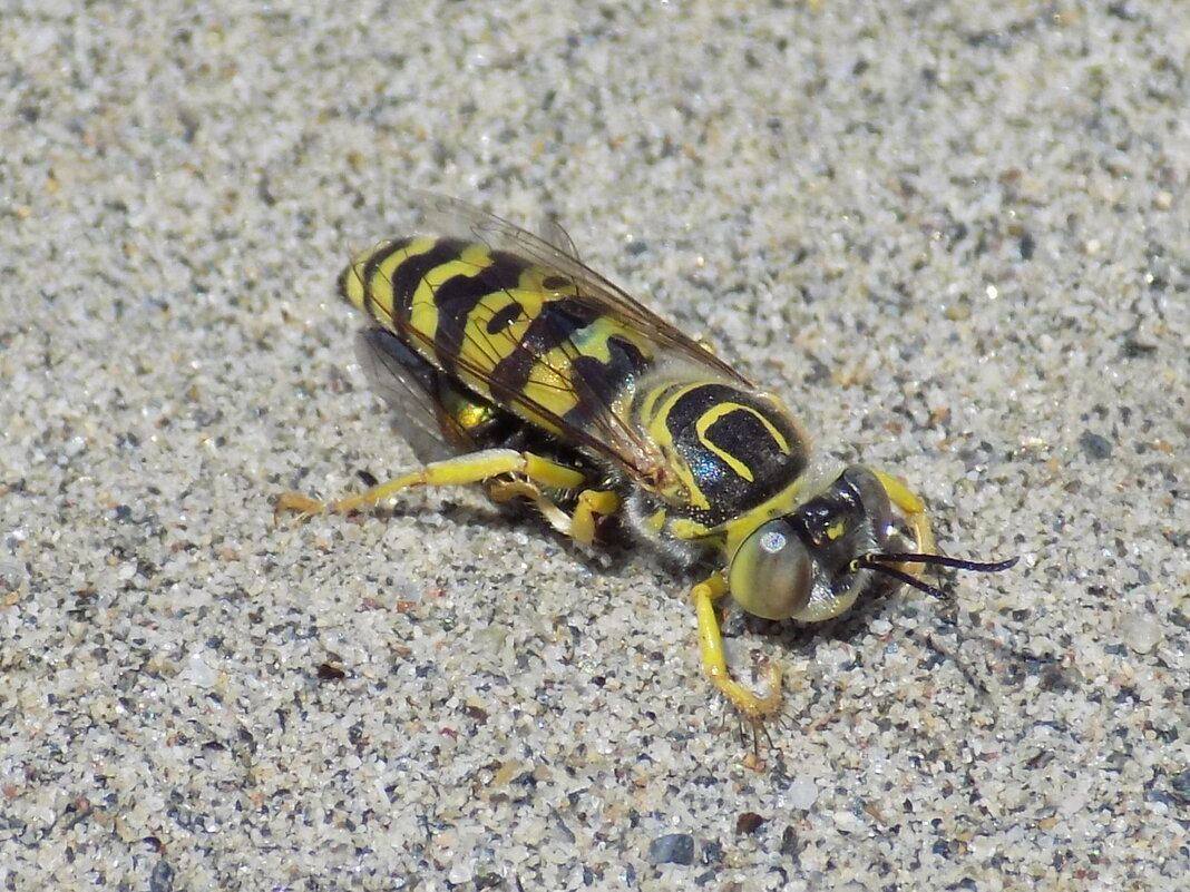 Бембекс с добычей - Константин Штарк