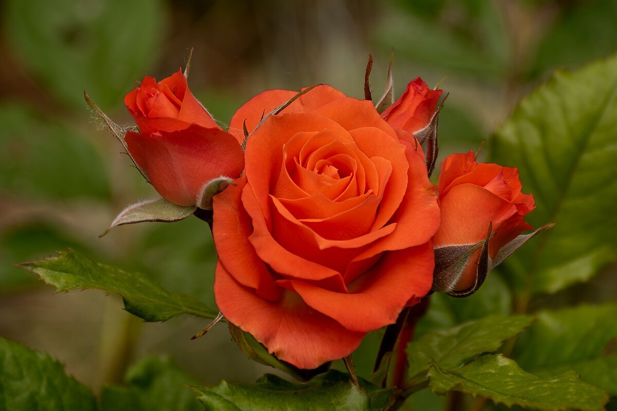 Роза - Игорь Сикорский Роза - Игорь Сикорский