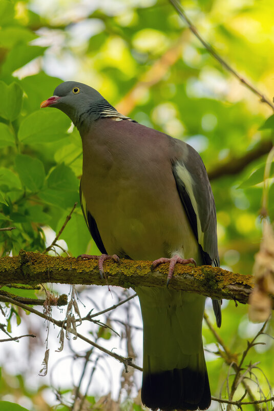в лозинках - Виталий Емельянов