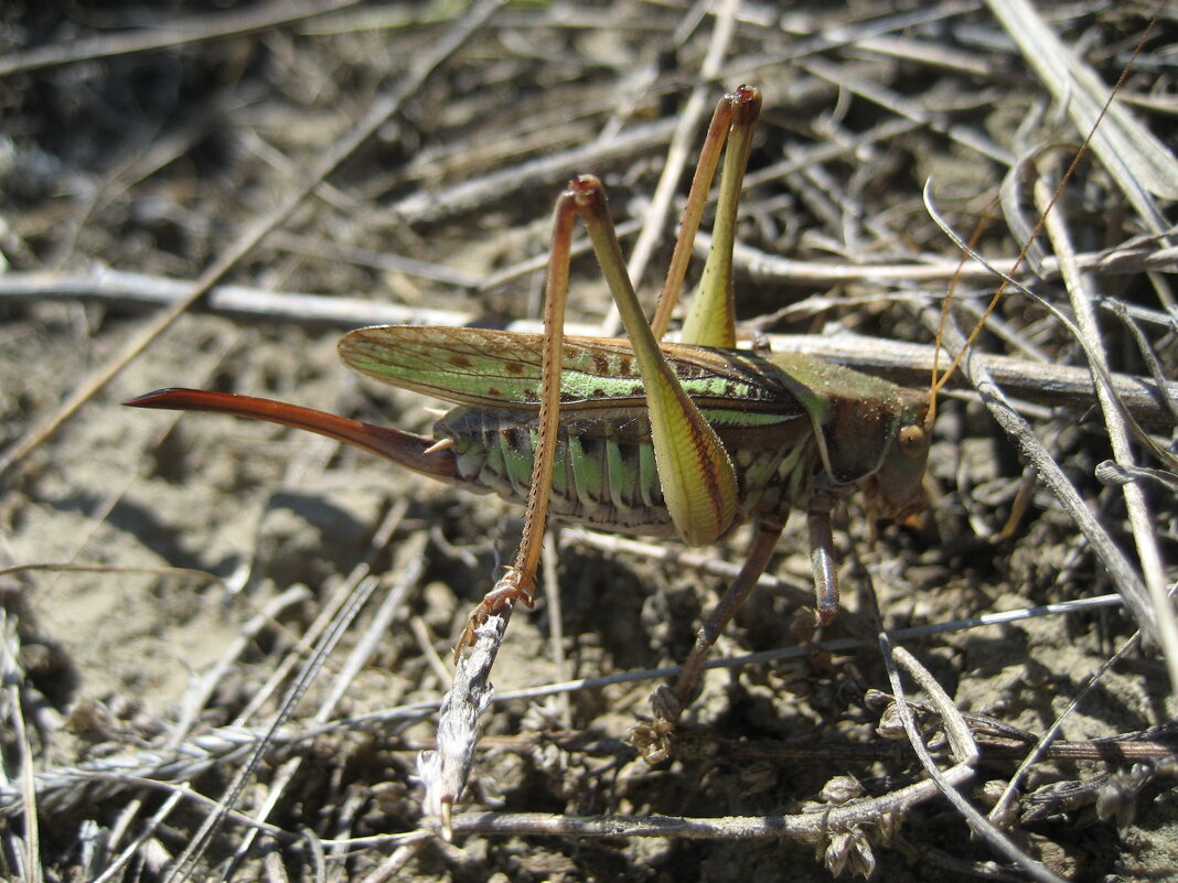 Кузнечик - Anna Ivanova