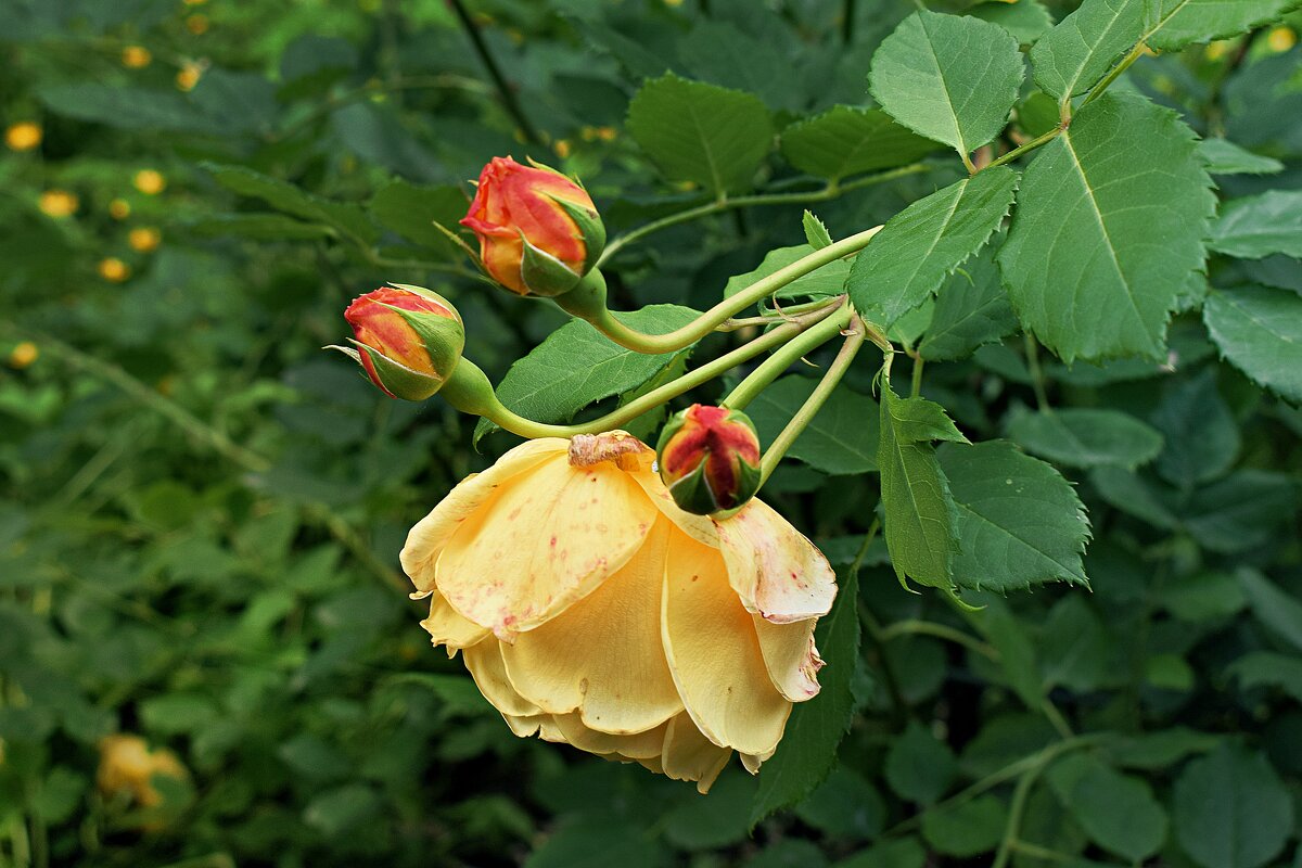 С новым днём! Пусть будет этот день красивым! - Татьяна Помогалова