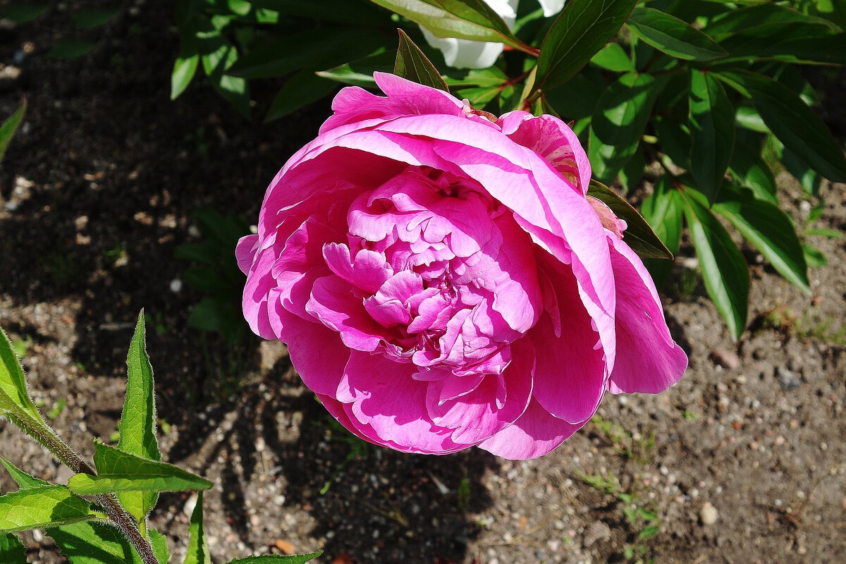 Пион - Рита Симонова