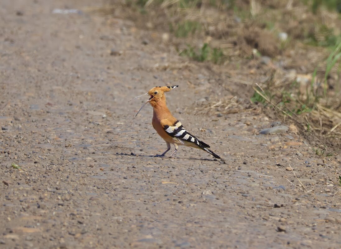 Удод... - Александр Посошенко