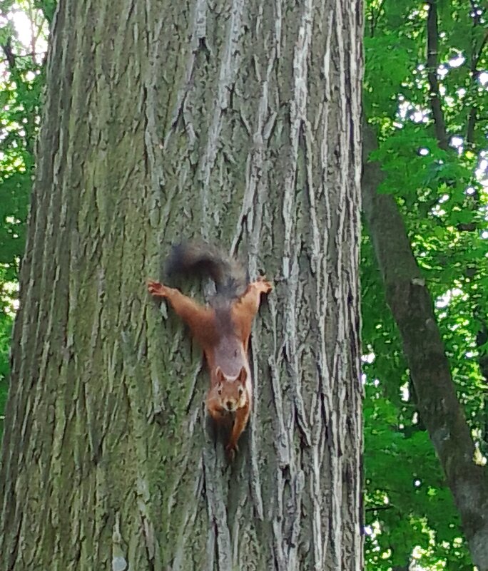 Белка - Нина 