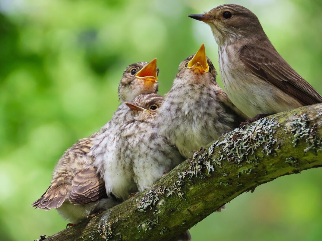 Мама , дай! - Ольга Митрофанова