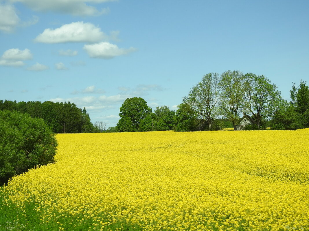 ***** - ИННА ПОРОХОВА