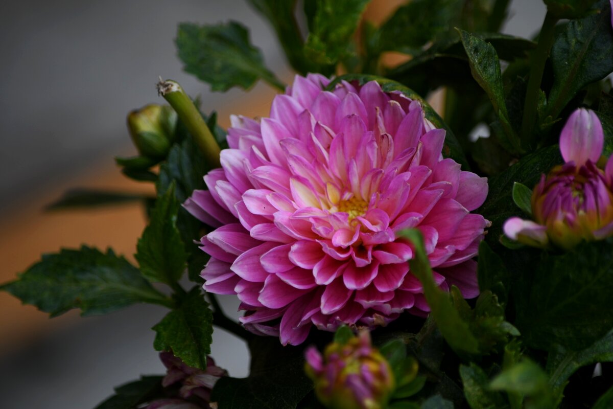 Георгины - Татьяна Евдокимова