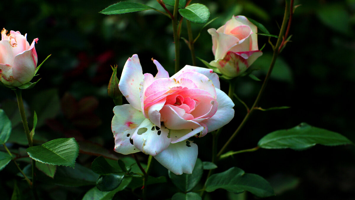 * - Ольга Барташевич