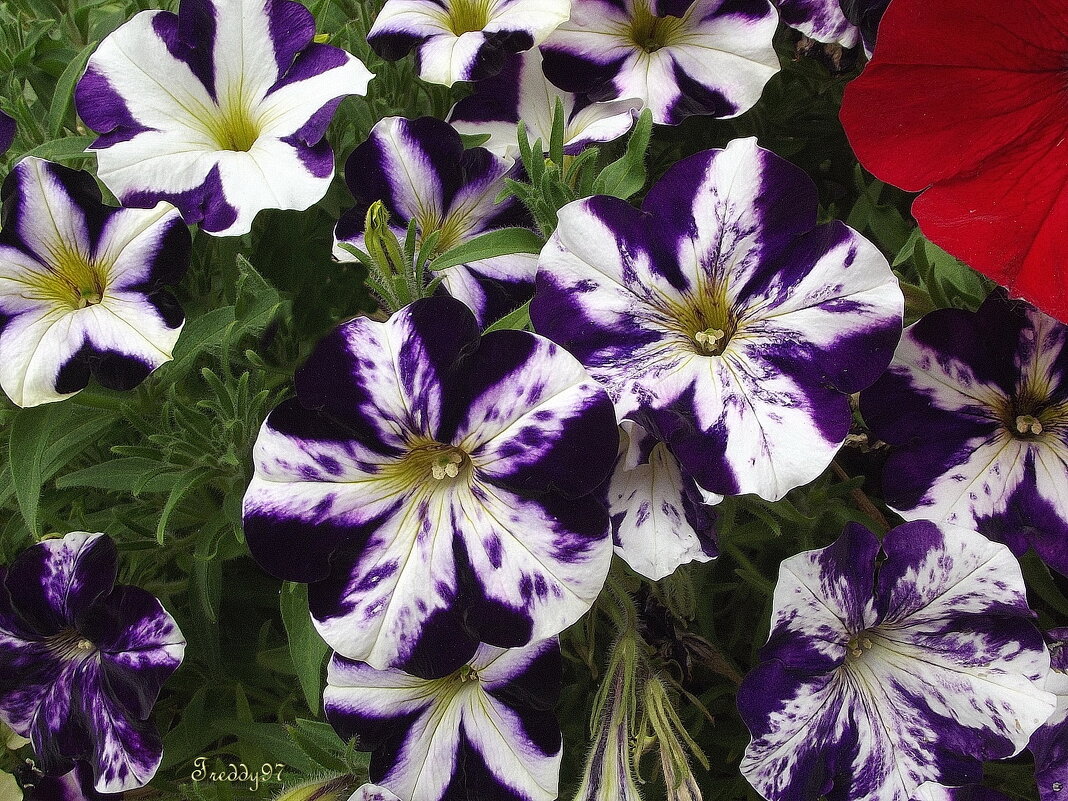 Петунии - Freddy 97
