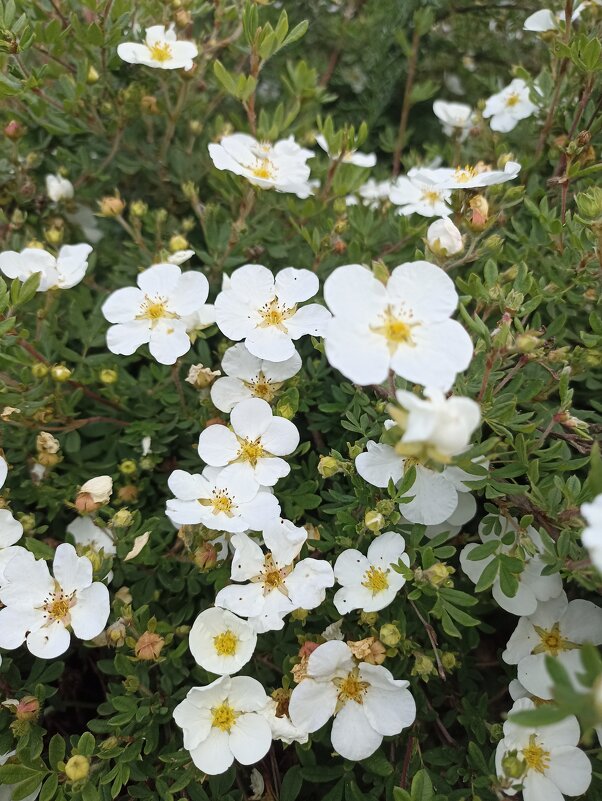 Летнее разноцветье - Pippa 